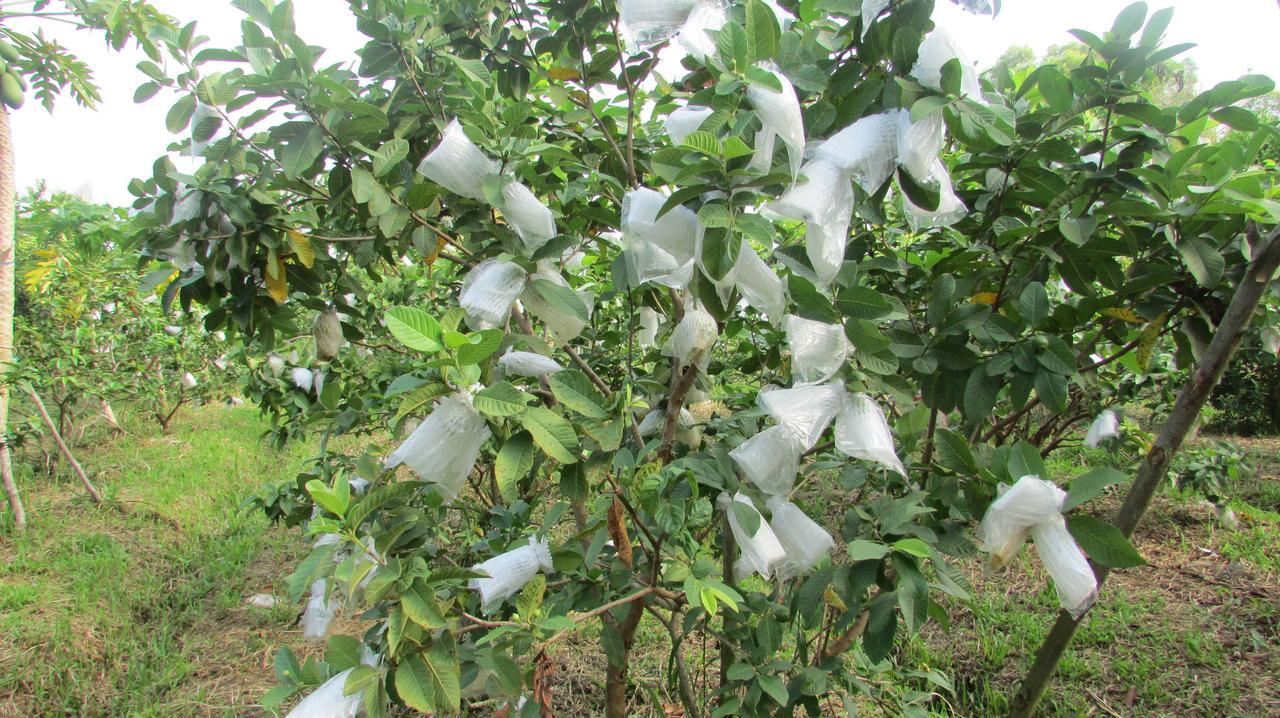 Orchard Fruit Farm Bungalow Phu Quoc Exteriör bild