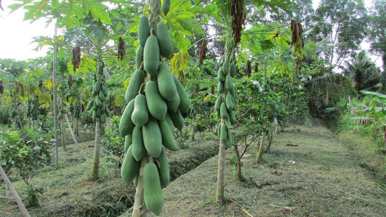 Orchard Fruit Farm Bungalow Phu Quoc Exteriör bild