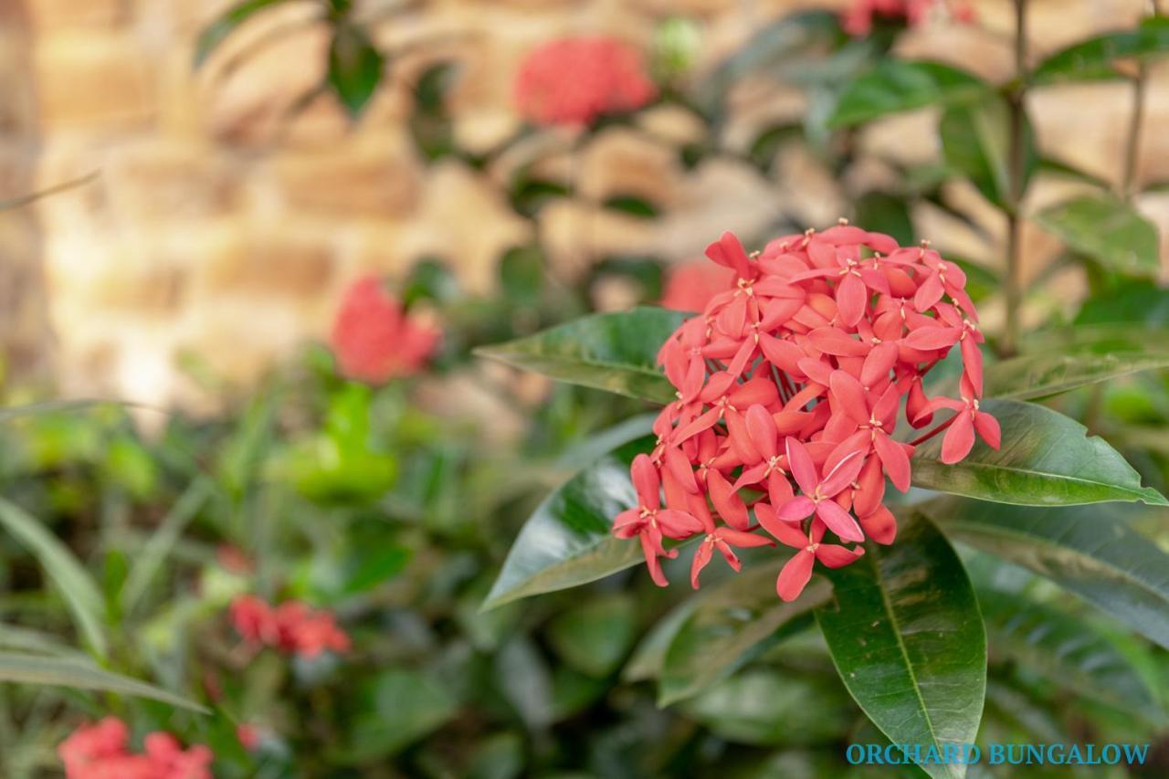 Orchard Fruit Farm Bungalow Phu Quoc Exteriör bild